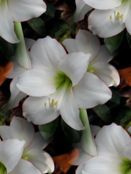 White Lilies (Two)