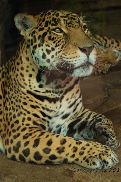 Jaguar