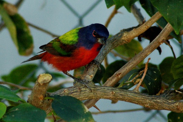 Male Bunting