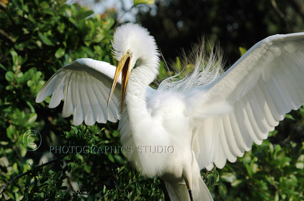 Angry Egret