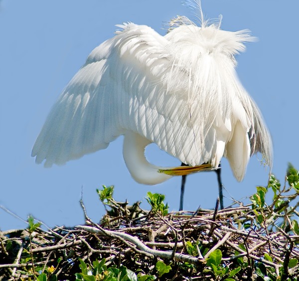 Preening American Egret