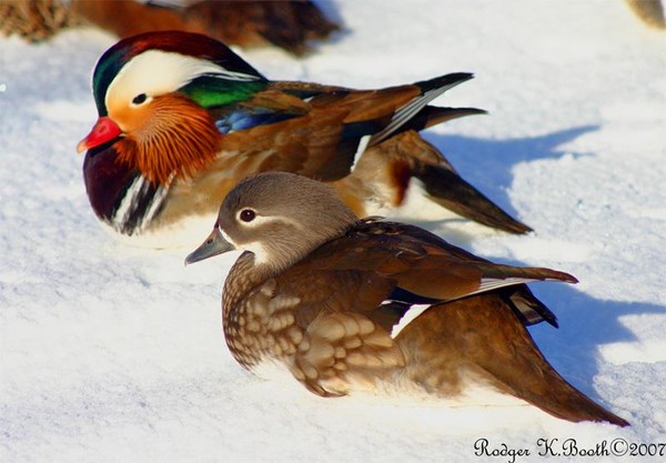 mandarin ducks in th snow