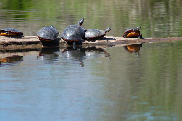 Turtle's hanging out