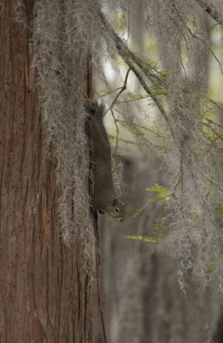 Squirrel and Spanish Moss