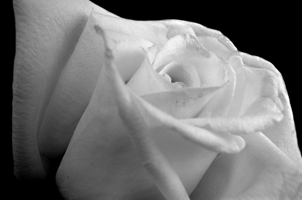 B&W Rose, 2