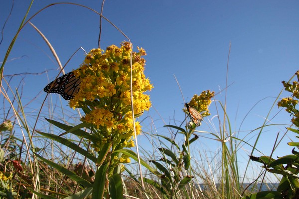 Butterflies