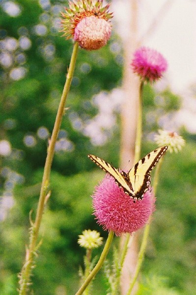 Butterfly pompom2