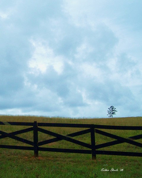 Lonely Tree in a Storm