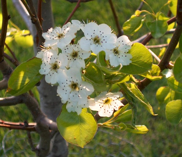 Pear Tree Blossoms