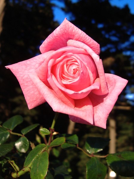 Pink Rose