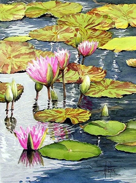 Lilly Pond