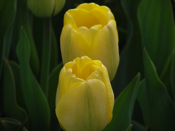 Tulips-Washington Park Albany NY