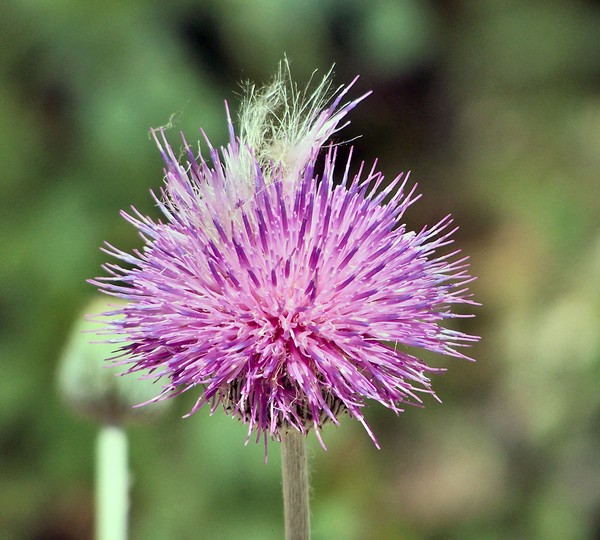 THISTLE