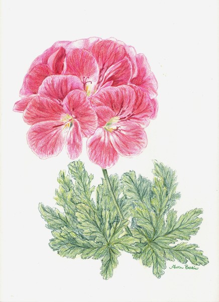 Pelargonium