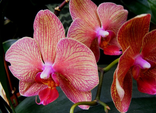 Pretty_Pink_Orchid_2