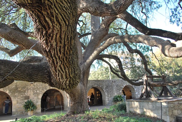 Old Oak Tree