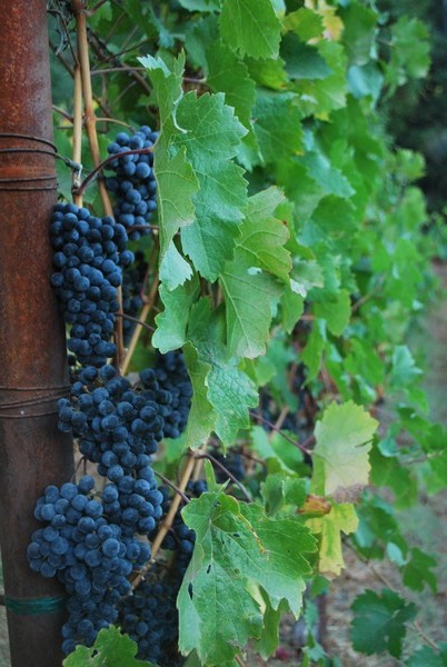 The Fruit of the Vines