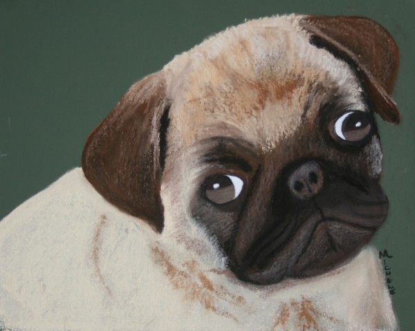 Just a Pug
