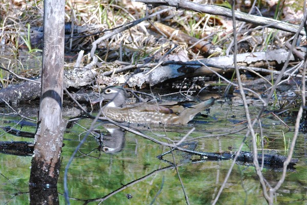 Hen Wood Duck