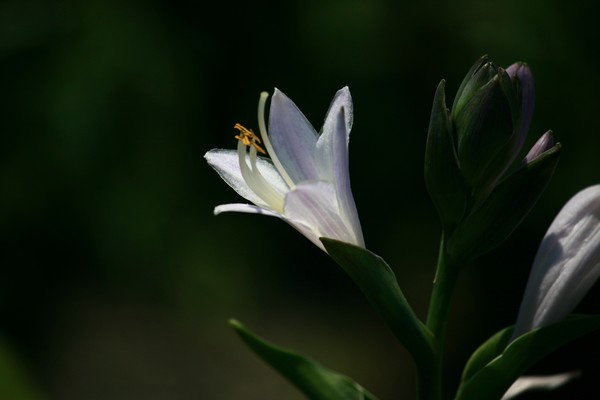 White Lily in Mahwah NJ