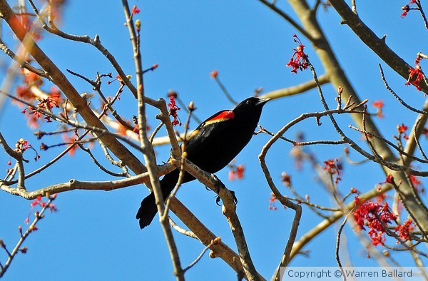 Red Winged Blackbird 2/24/2013