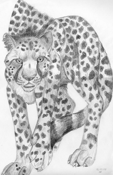 Cheetah in Graphite