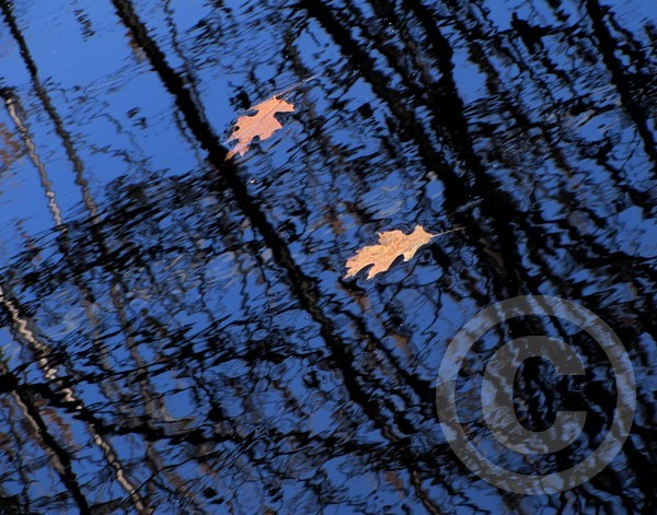 Floating leaves and reflections!