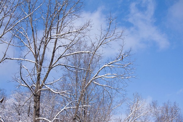 Treetop Snow