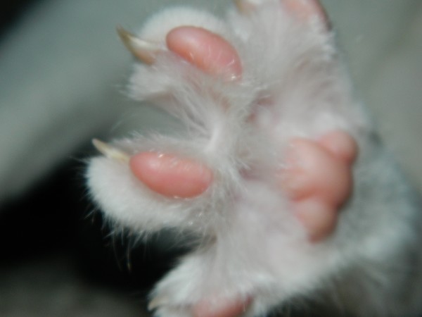 Kitty toes!