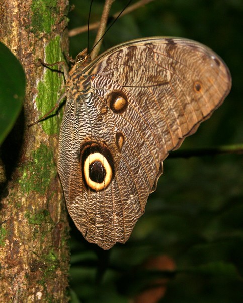 Owl Butterfly in the Rain Forest