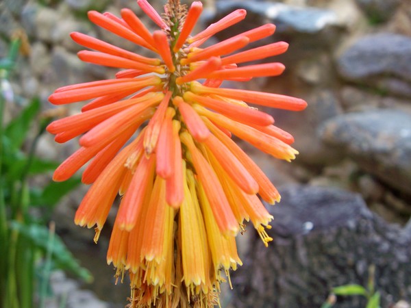 Flowers of Peru #9