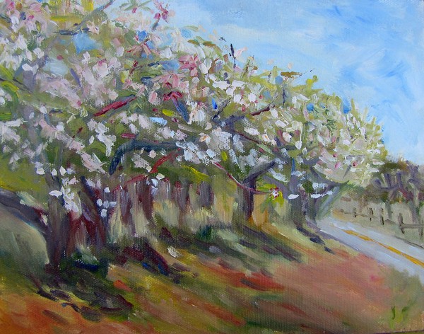 Apple Blossoms