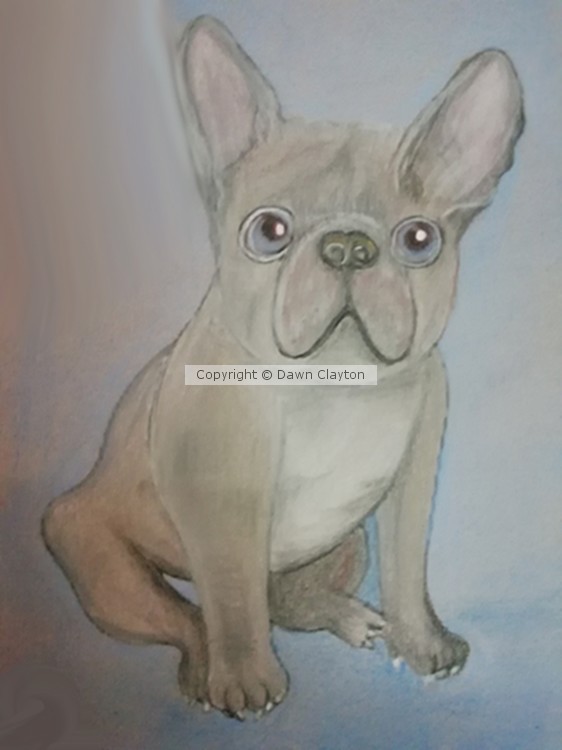 french bulldog