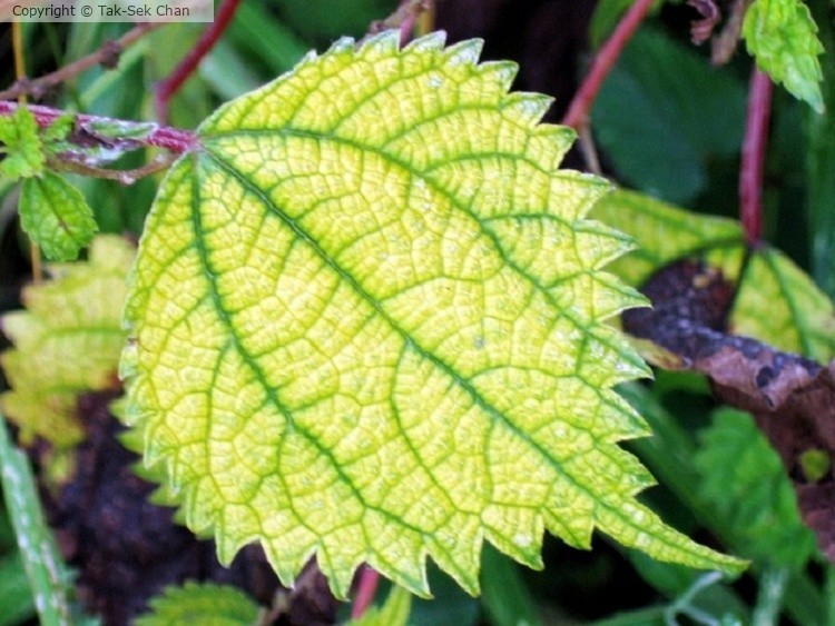 Leaf of False Nettle (Boehmeria spicata 'Chantilly'), China  09-08-2009