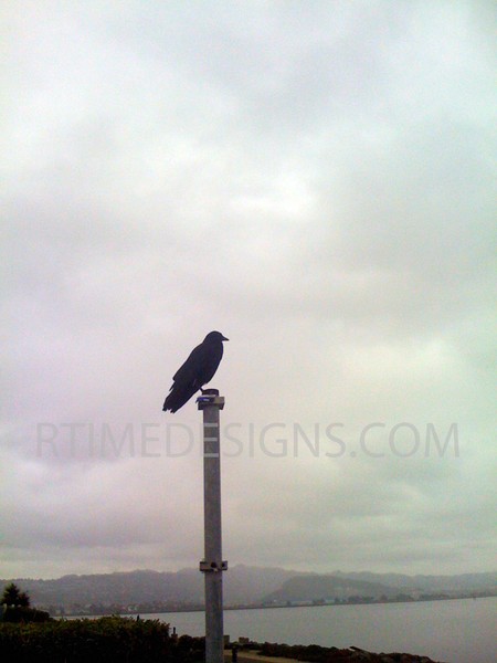 lonely crow2