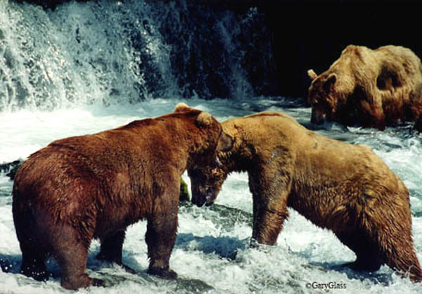 A Grizzly Stand Off