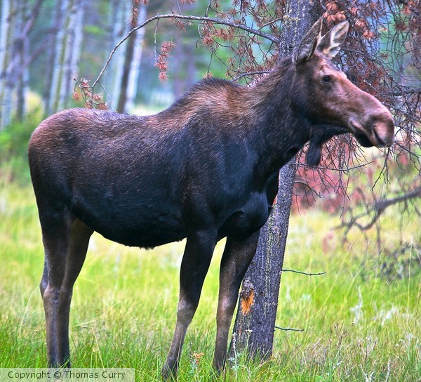 Mama Moose