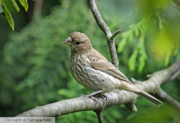 House Finch