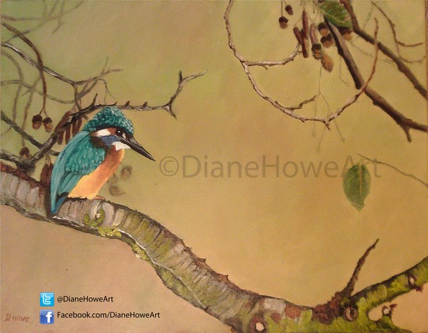 Kingfisher in the shade