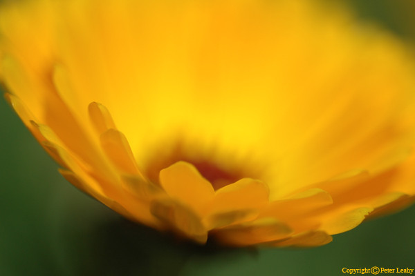 Yellow Flower Abstract