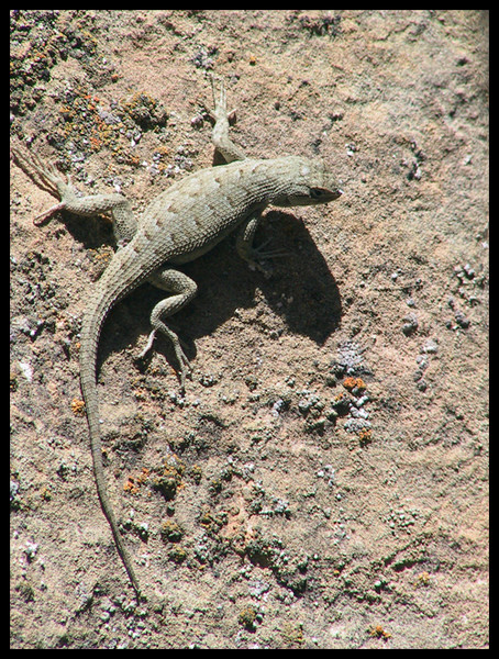 Rock Wall Lizard