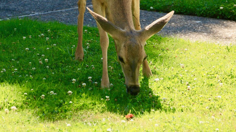 Mowing the lawn the old fashioned way.