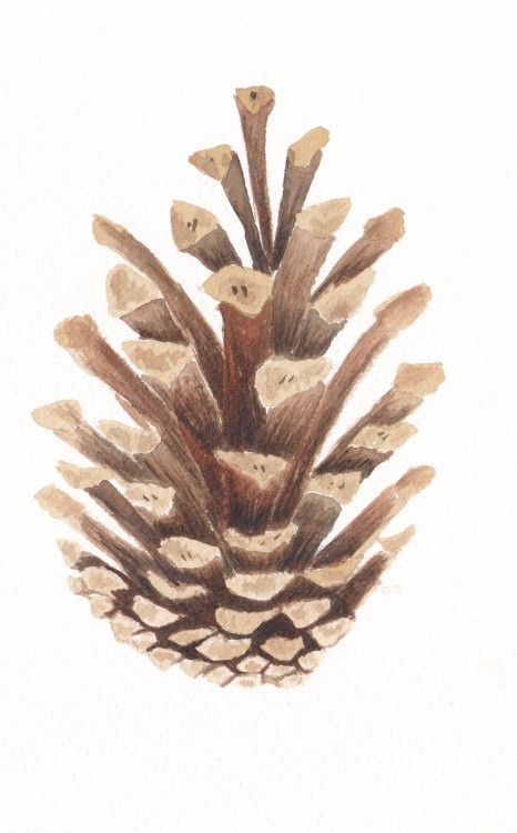 pinecone