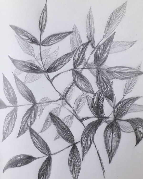 Quick sketch of leaves