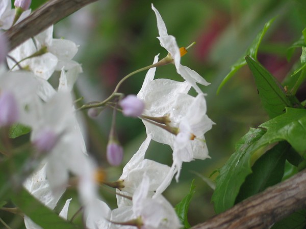 Flores en la Lluvia . 