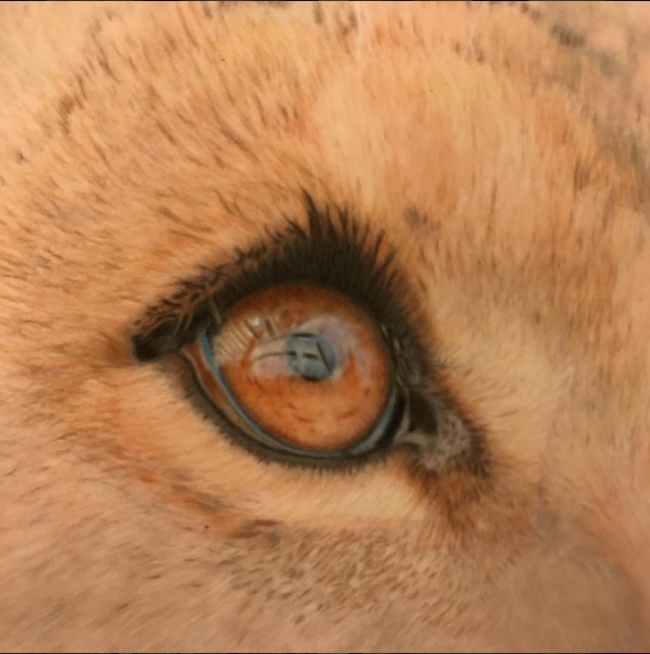 Lions Eye