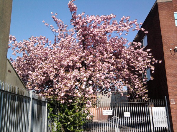 Spring Blossoms