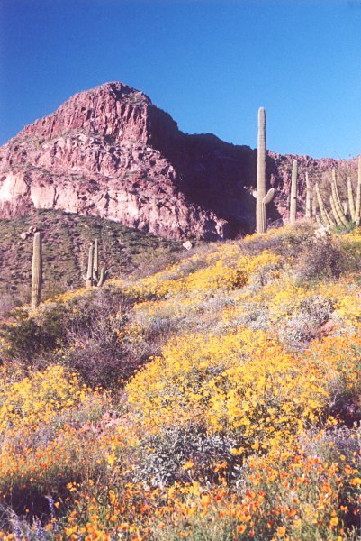 Ajo Mountain Spring Flowers