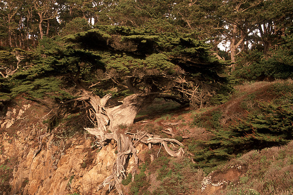 Point Lobos Monterey Pine
