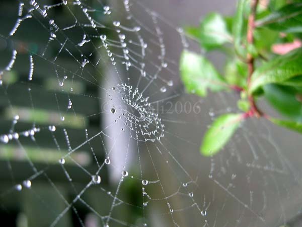 Raindrops on Spider Web